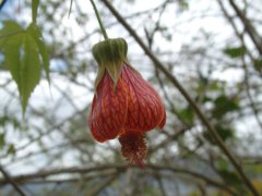15-A budding hybiscus flower